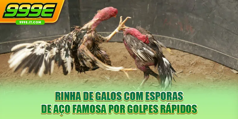 Rinha de galos com esporas de aço famosa por golpes rápidos
