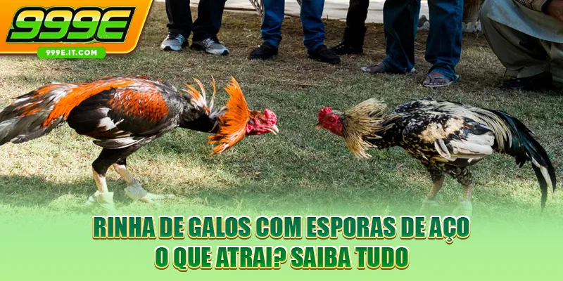 Rinha De Galos Com Esporas De Aço: O Que Atrai? Saiba Tudo